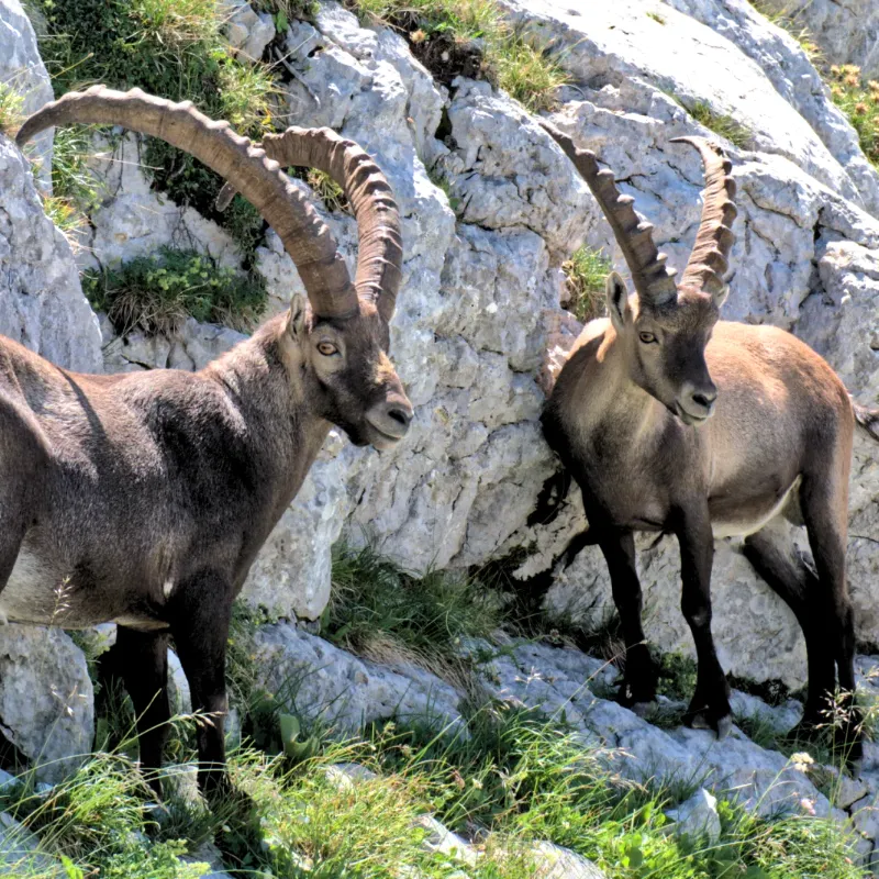 Faune des canyons Faune des canyons